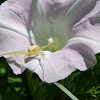 Goldenrod crab spider