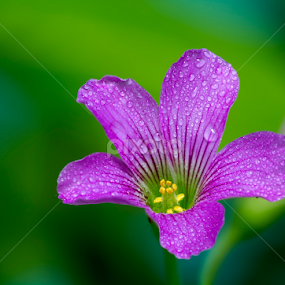 flower  by Youssef Elboukhari - Flowers Flowers in the Wild