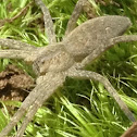 Nursery web spider