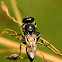Apoid wasp