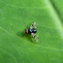 unidentified fly