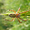 Oak Spider