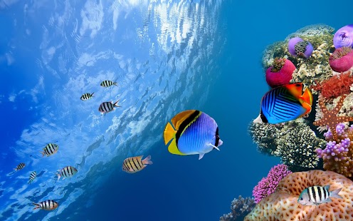 Fish Wallpaper Screenshots 13