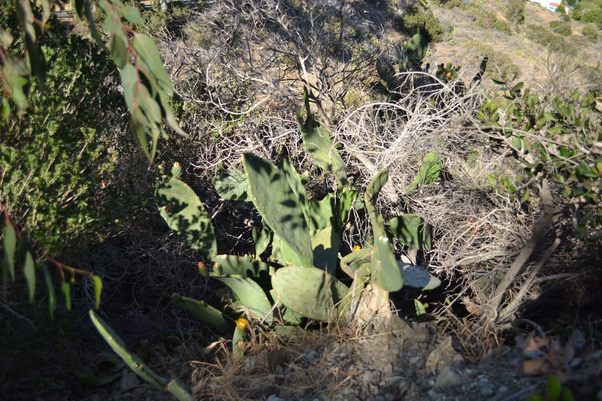 Mission Cactus