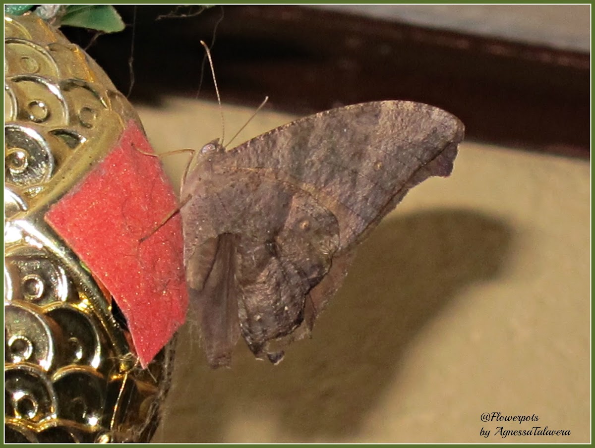 Common Evening Brown Butterfly (Dry-season form)