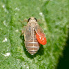 Delphid planthopper nymph (parasitized by red velvet mite nymph)