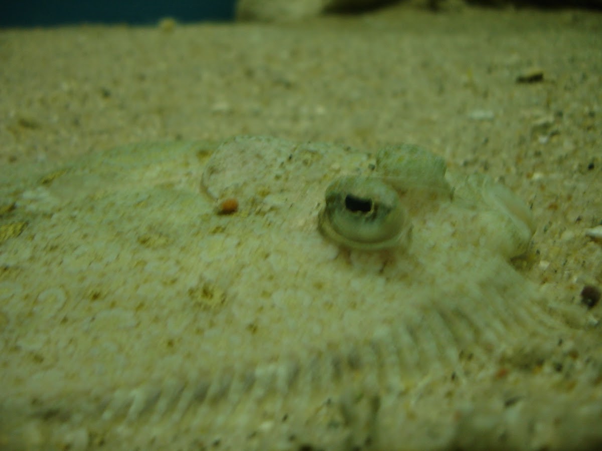Lenguado - Flounder