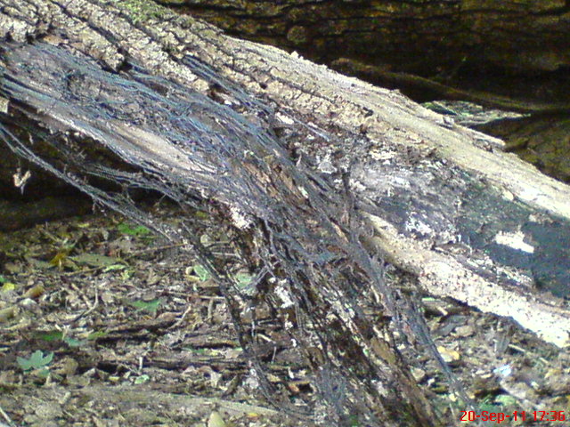 armillaria roots - mycelium cords (2)