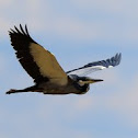 Black-Headed Heron