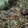 Stone Scorpionfish