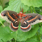 Cecropia Silkmoth