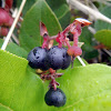 Salal Berry