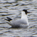 Black-headed Gull