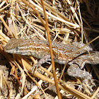 Common side-blotched lizard