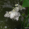 Paper Kite Butterfly