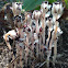 Indian pipe, Ghost plant