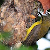 Olive-backed Sunbird