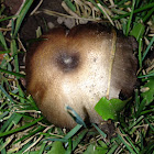 Mower's Mushroom