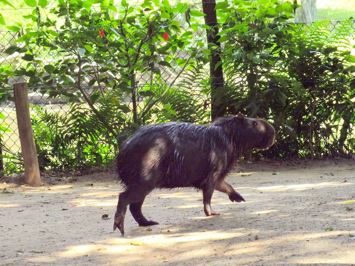 Capybara, Capivara(Brazil)