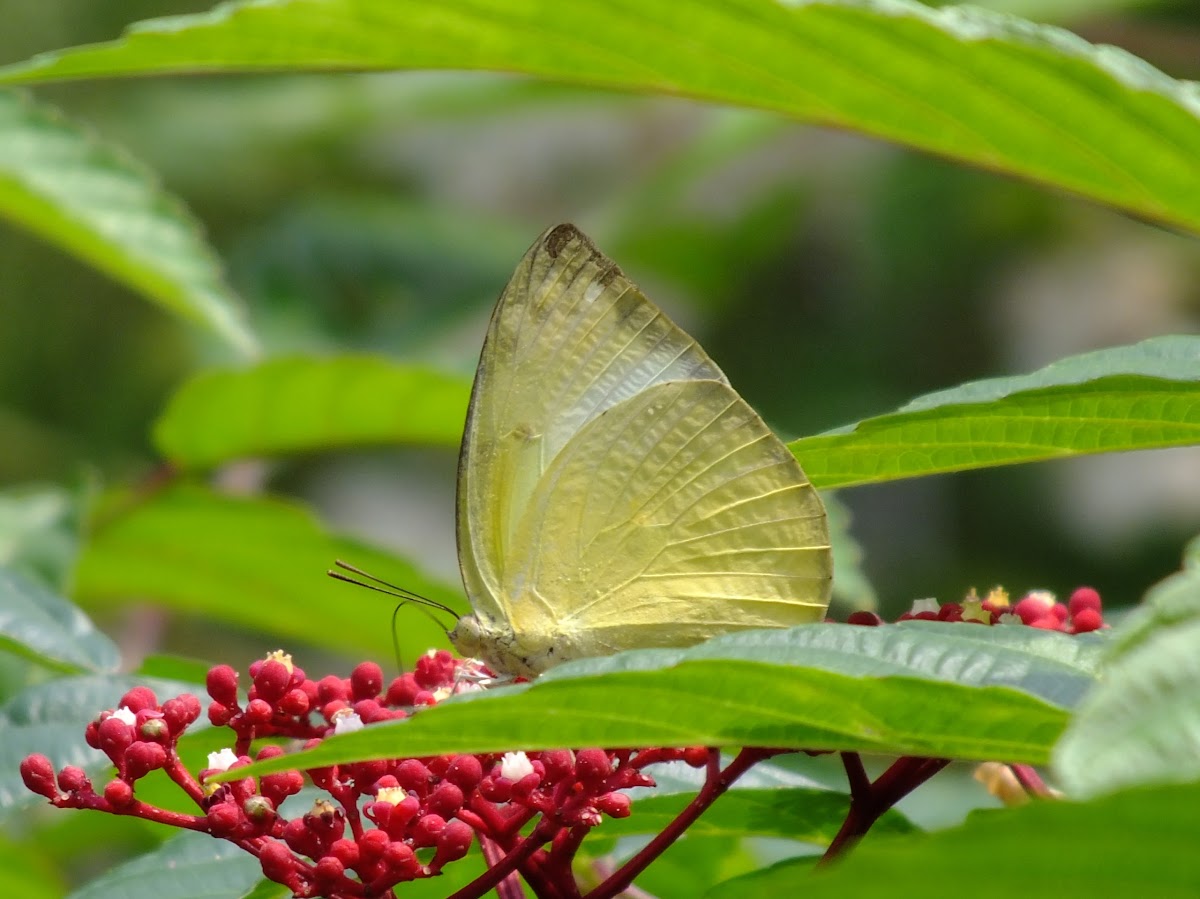 Lemon Emigrant