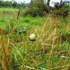 Shamrock Orb Weaver Spider