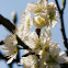 Plumtree flower