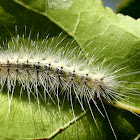 Fall webworm moth caterpillar