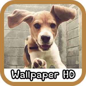 Beagle Wallpaper HD.apk 1.0