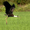 The Woolly-necked Stork