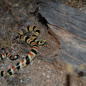 Sonoran Shovelnose Snake