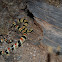 Sonoran Shovelnose Snake