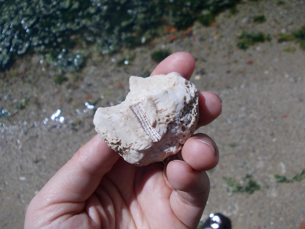 Fossil sea urchin (part)