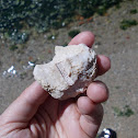 Fossil sea urchin (part)