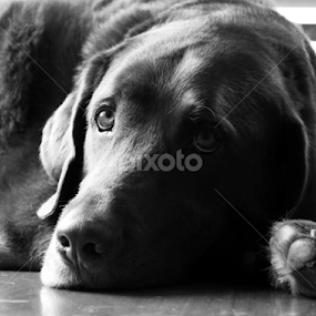 by Ana Cárdenas O - Animals - Dogs Portraits