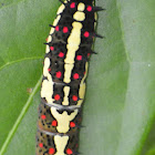 Common Mime caterpillar