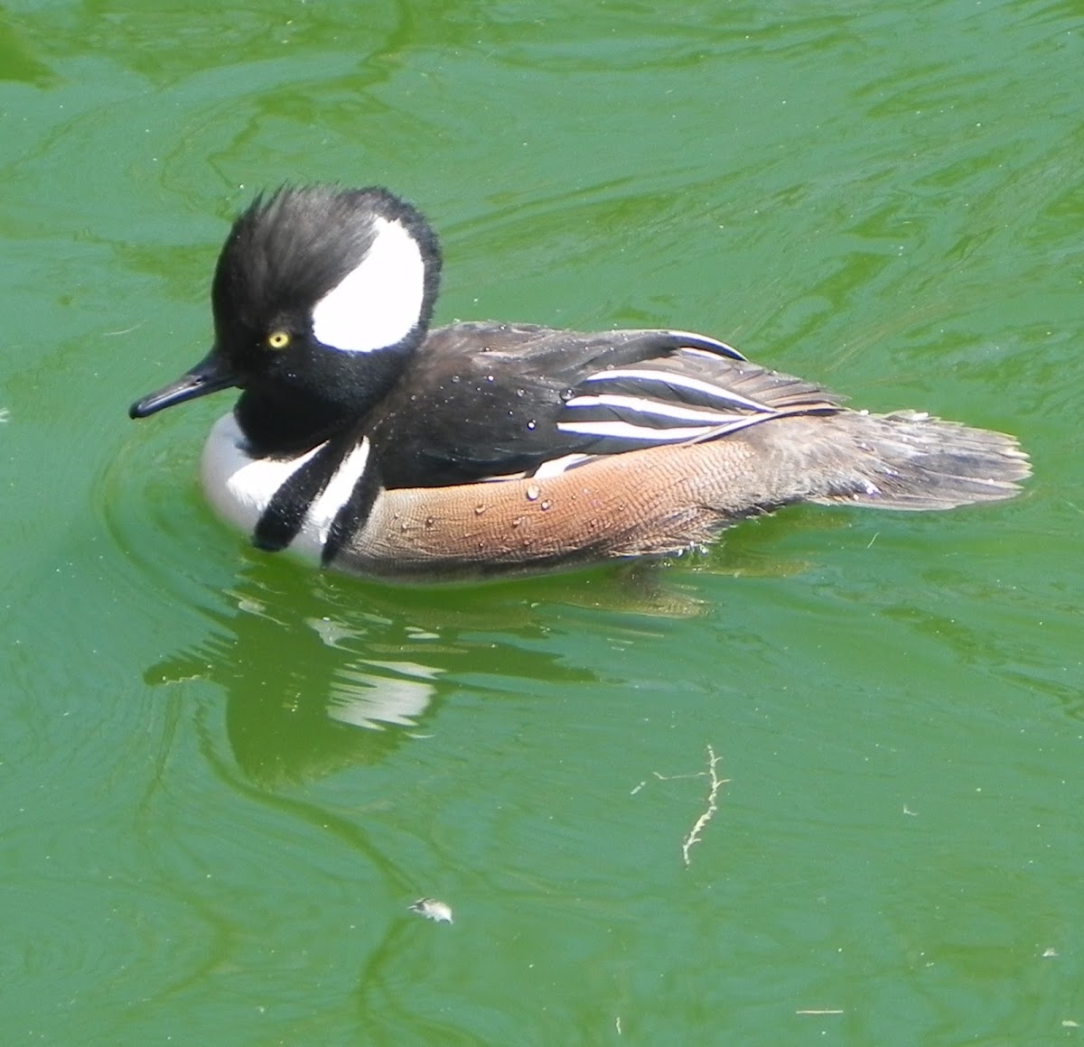 Hooded Merganser