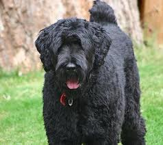 Black Russian Terrier