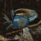 Blue land crab