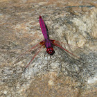 Crimson Marsh Glider