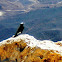 White-crowned Wheatear