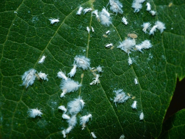 Asian woolly hackberry aphid | Project Noah