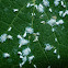 Asian woolly hackberry aphid