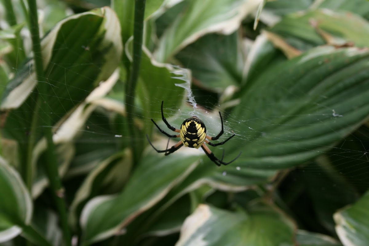Black and yellow garden spider