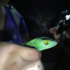 Puerto Rican Giant Anole
