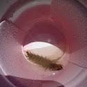 Dobson fly larvae 