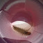 Dobson fly larvae 
