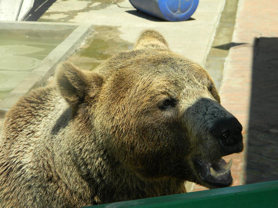 Urso Pardo