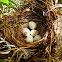 Nest and Eggs of Long Tailed Shrike