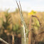 Wyoming Toothpick Grasshopper