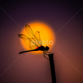 by Nani Garu - Animals Insects & Spiders